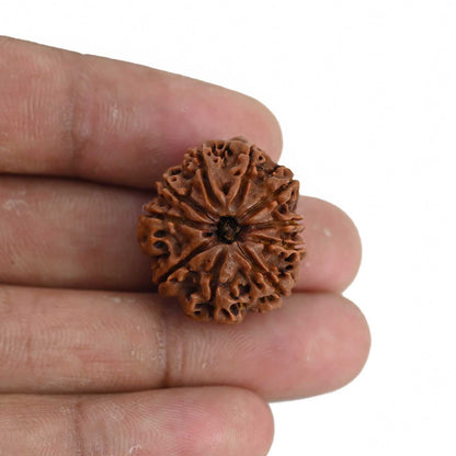 10 Mukhi Rudraksha (Nepal) 24.16 MM