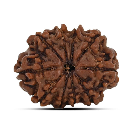 10 Mukhi Rudraksha (Nepal) 22.06 MM