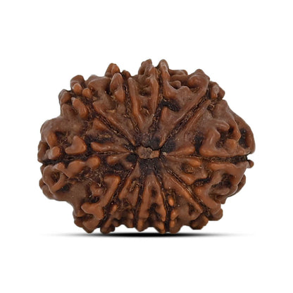 10 Mukhi Rudraksha (Nepal) 22.06 MM