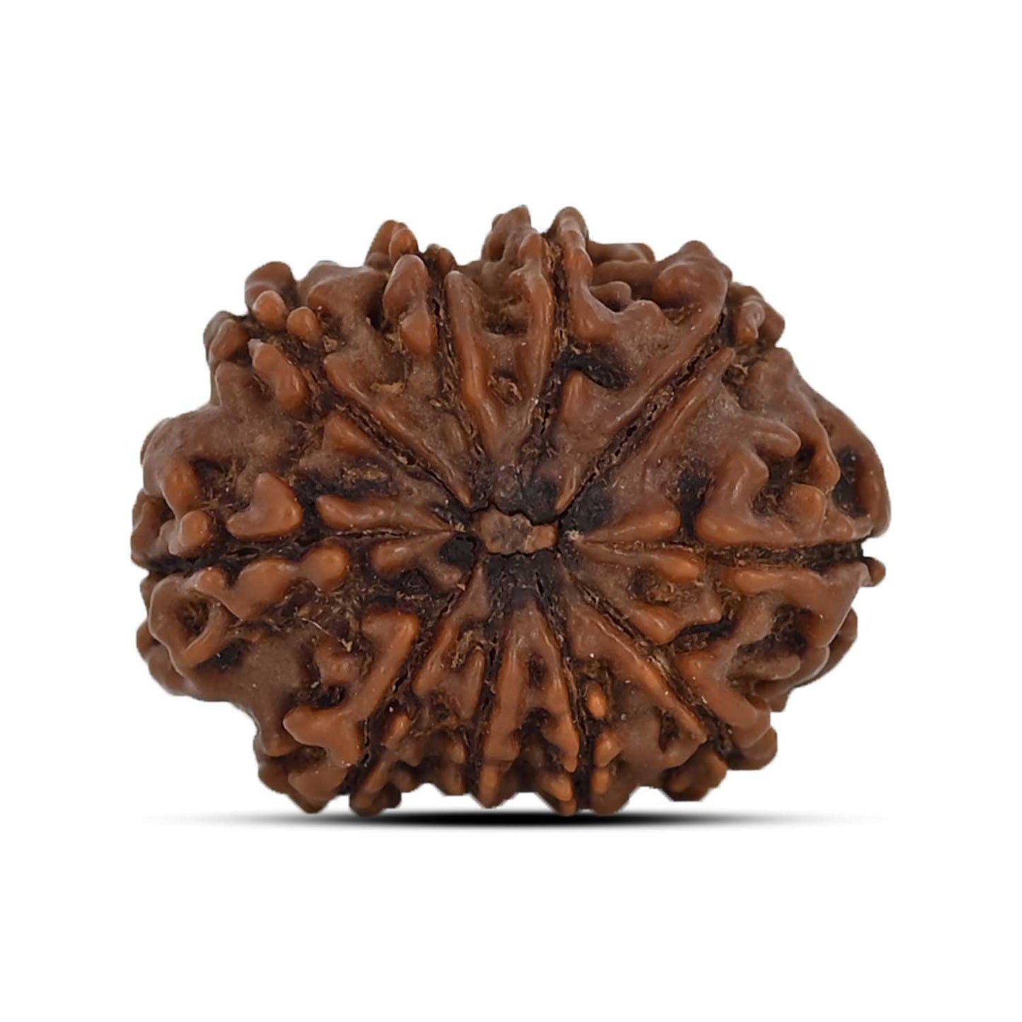 10 Mukhi Rudraksha (Nepal) 22.06 MM