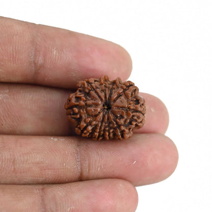 10 Mukhi Rudraksha (Nepal) 22.06 MM