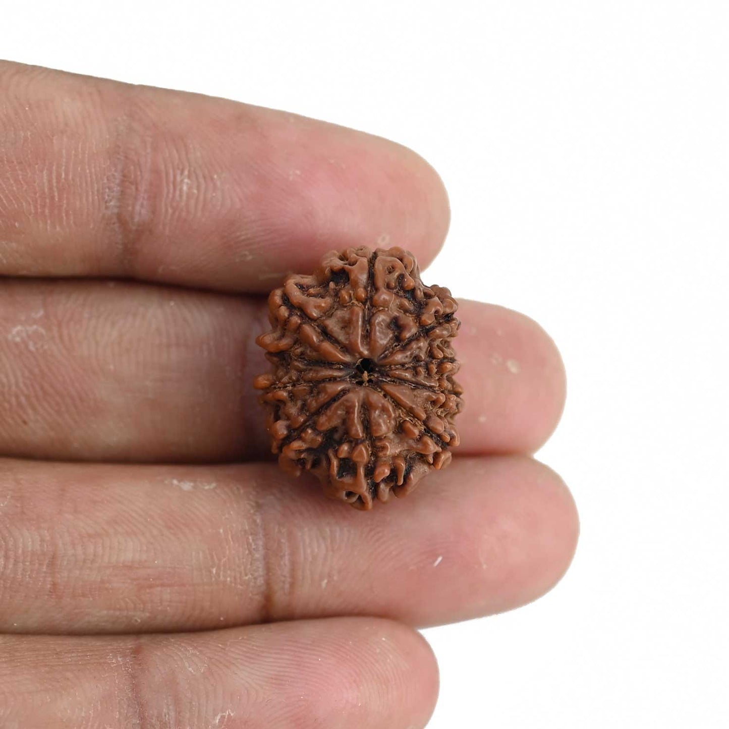 10 Mukhi Rudraksha (Nepal) 22.06 MM