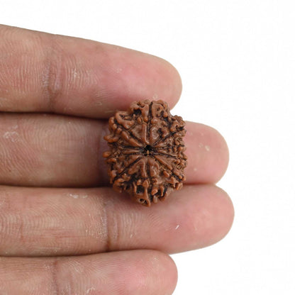 10 Mukhi Rudraksha (Nepal) 22.06 MM