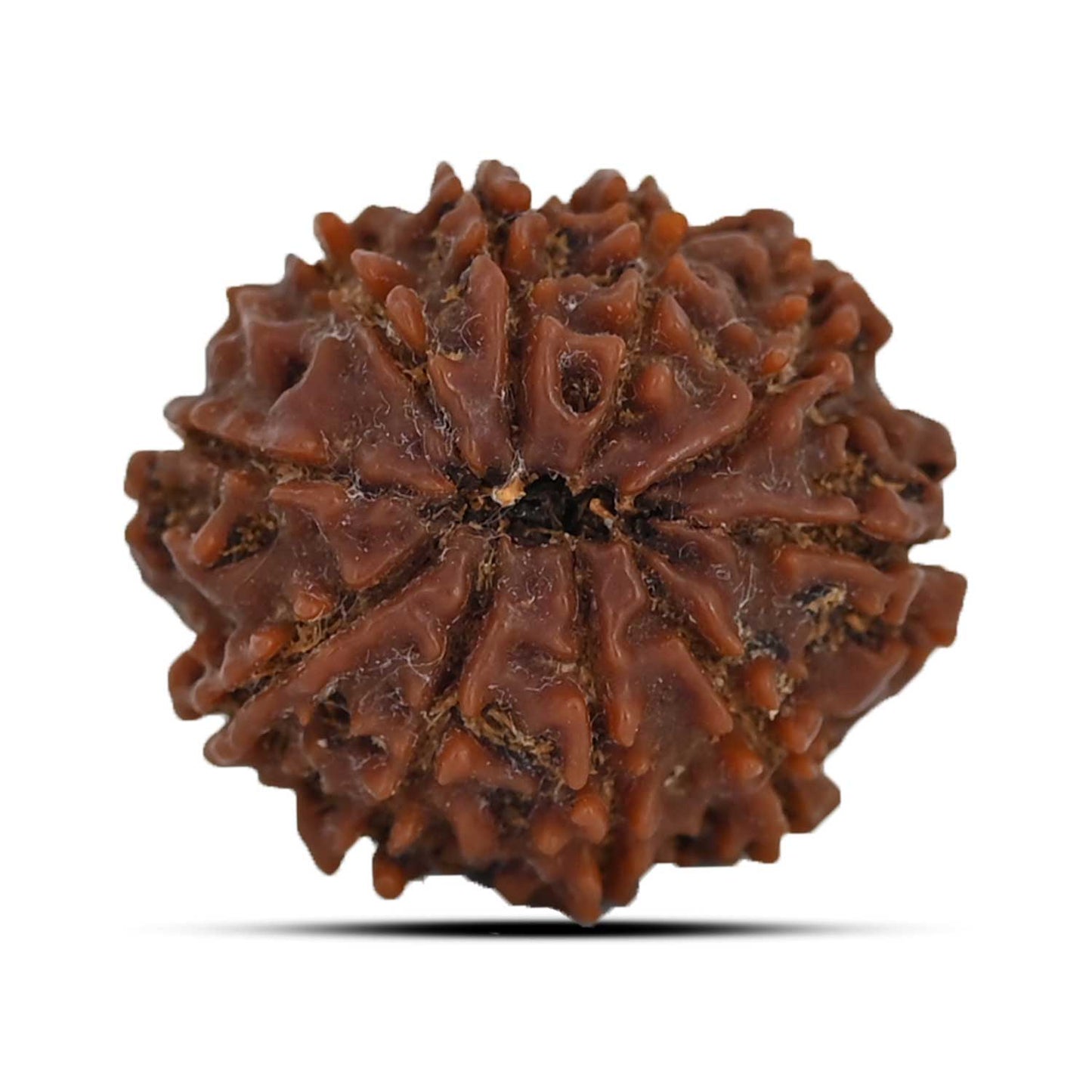 10 Mukhi Rudraksha (Nepal) 23.73 MM