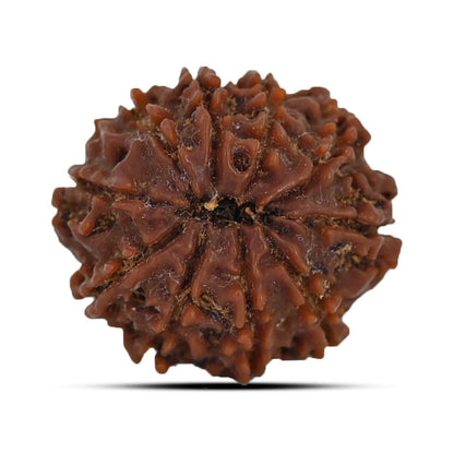 10 Mukhi Rudraksha (Nepal) 23.73 MM