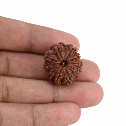 10 Mukhi Rudraksha (Nepal) 23.73 MM