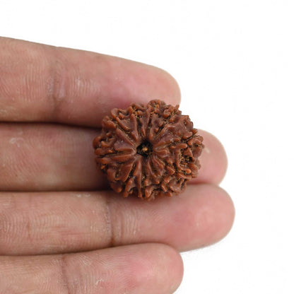 10 Mukhi Rudraksha (Nepal) 23.73 MM