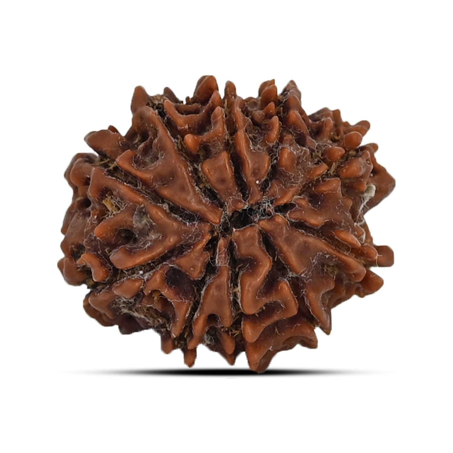 10 Mukhi Rudraksha (Nepal) 22.42 MM
