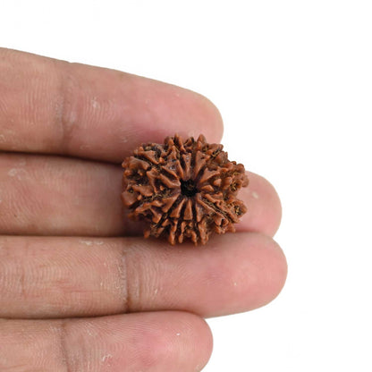 10 Mukhi Rudraksha (Nepal) 22.42 MM