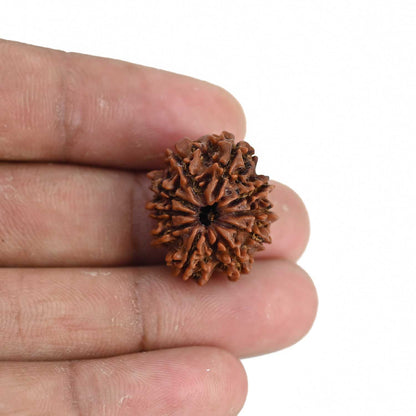 10 Mukhi Rudraksha (Nepal) 22.42 MM