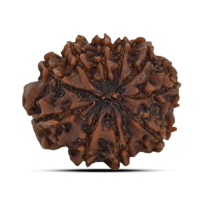 10 Mukhi Rudraksha (Nepal) 21.76 MM