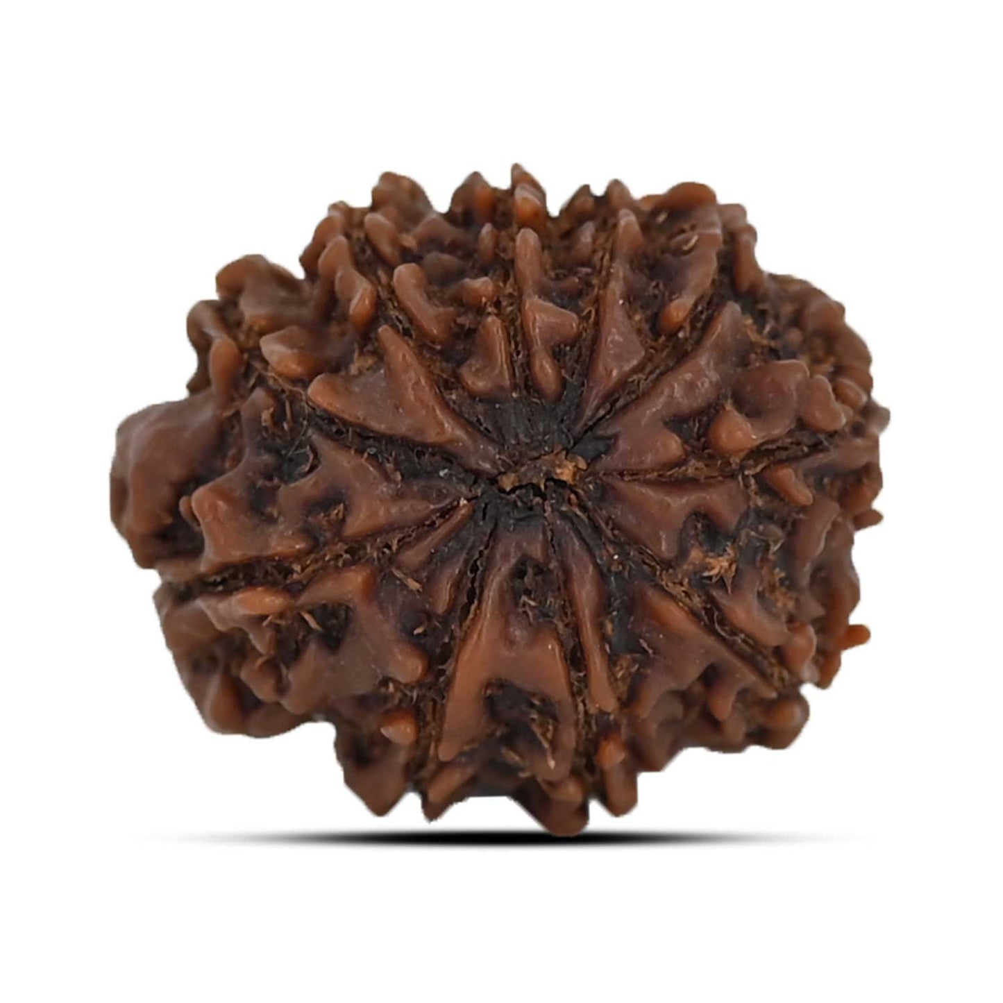 10 Mukhi Rudraksha (Nepal) 21.76 MM