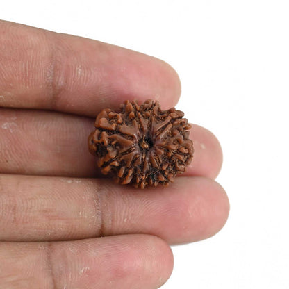 10 Mukhi Rudraksha (Nepal) 21.76 MM