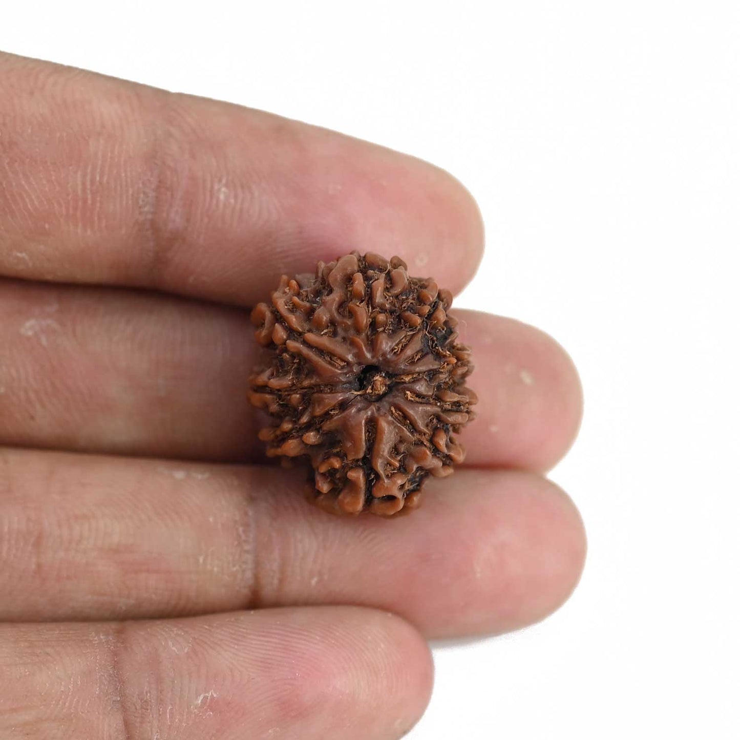10 Mukhi Rudraksha (Nepal) 21.76 MM