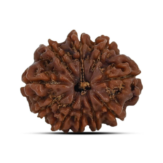10 Mukhi Rudraksha (Nepal) 22.15 MM