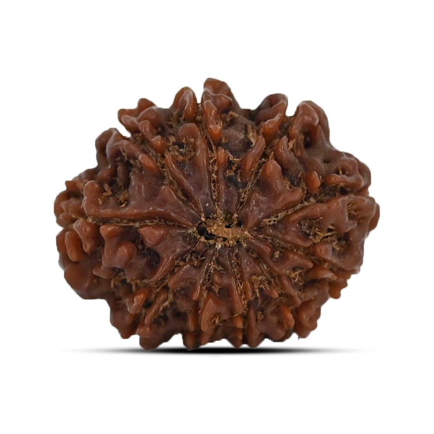 10 Mukhi Rudraksha (Nepal) 22.15 MM
