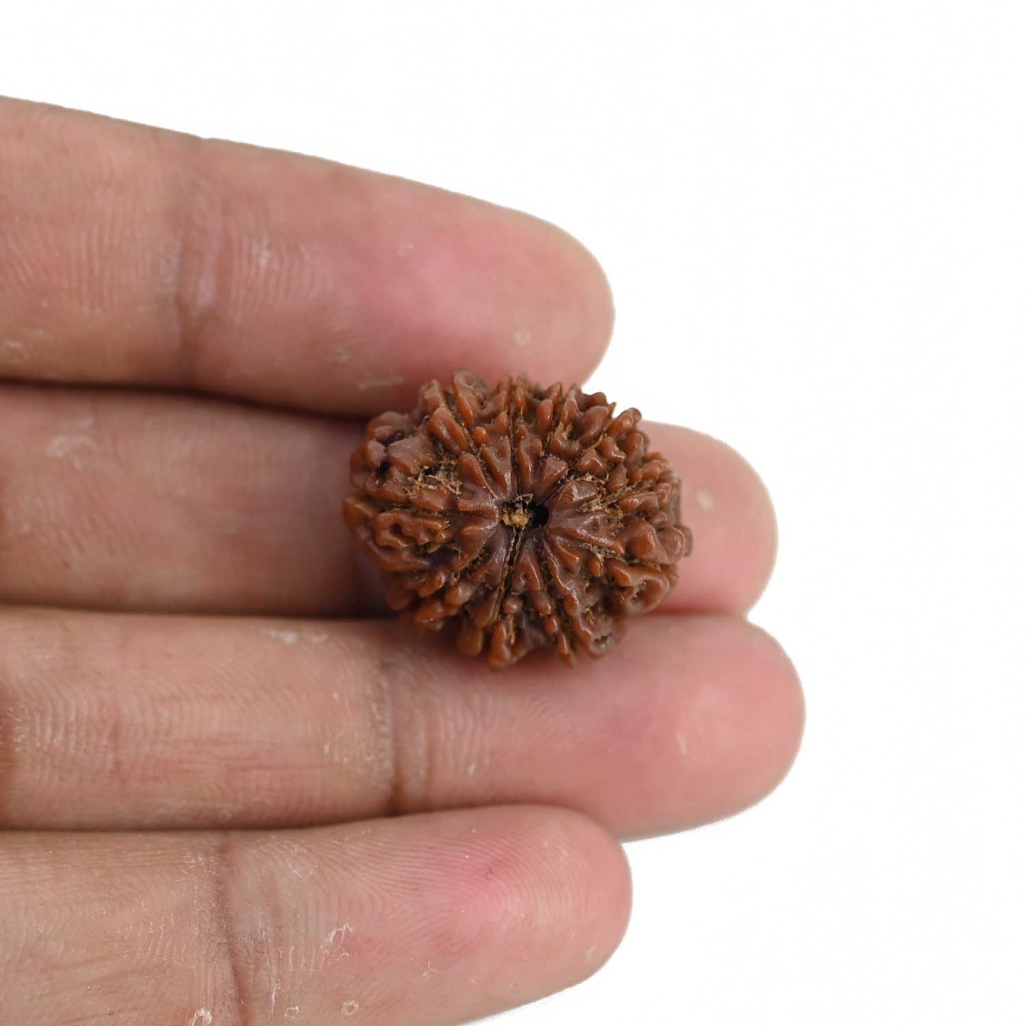 10 Mukhi Rudraksha (Nepal) 22.15 MM