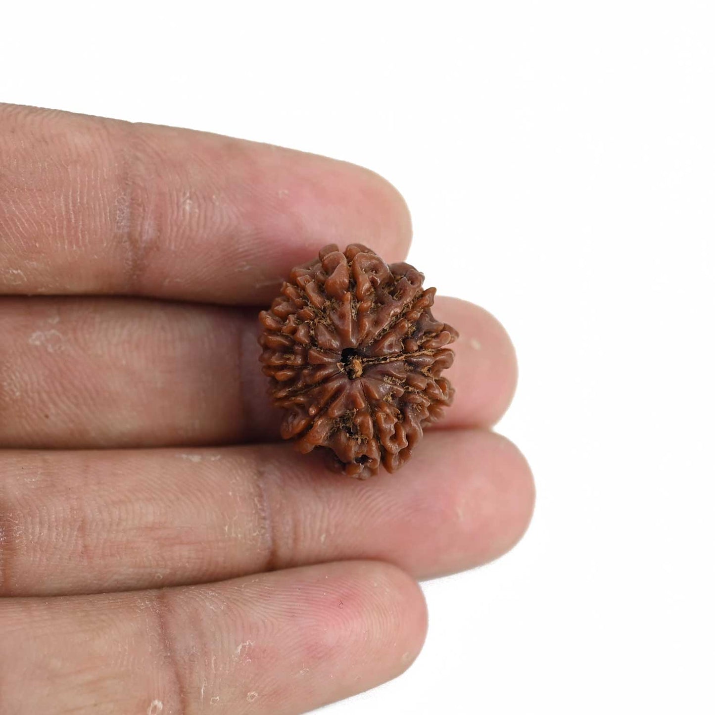 10 Mukhi Rudraksha (Nepal) 22.15 MM
