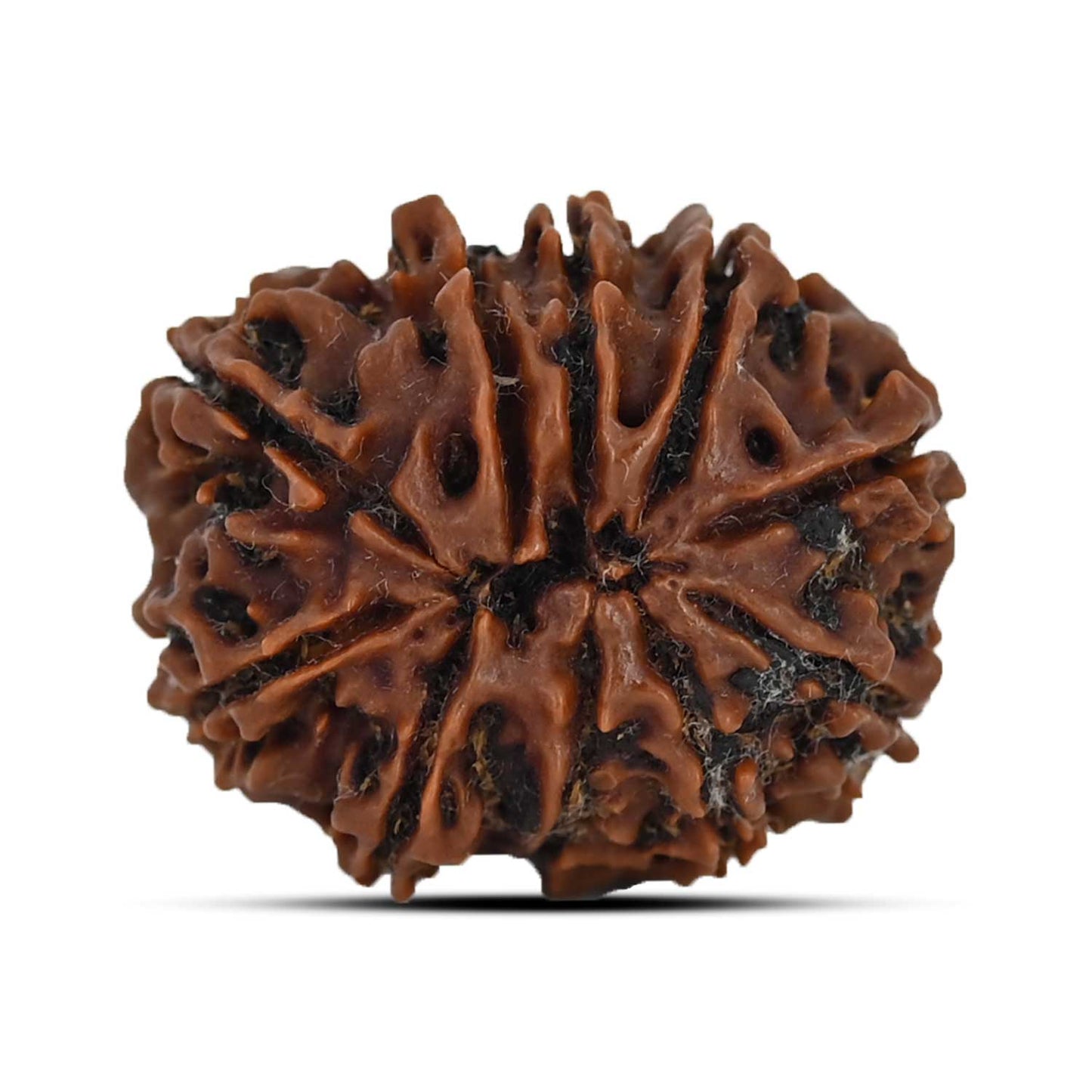 10 Mukhi Rudraksha (Nepal) 25.13 MM