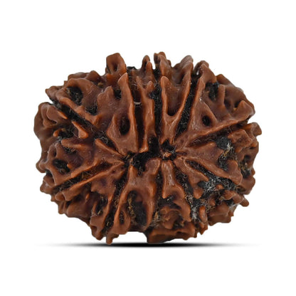 10 Mukhi Rudraksha (Nepal) 25.13 MM