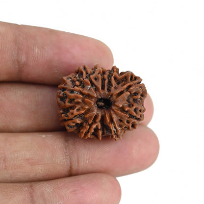 10 Mukhi Rudraksha (Nepal) 25.13 MM