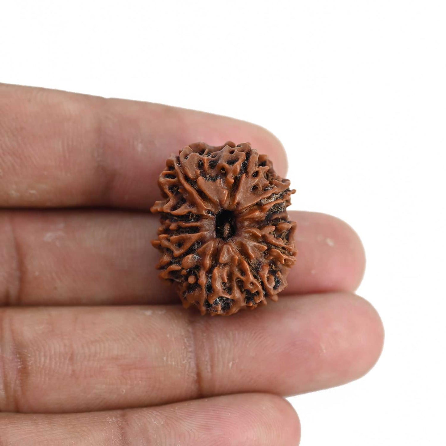 10 Mukhi Rudraksha (Nepal) 25.13 MM