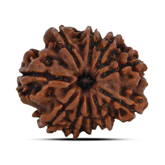 10 Mukhi Rudraksha (Nepal) 23.17 MM