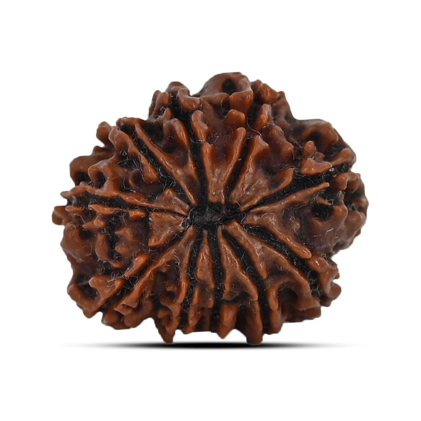 10 Mukhi Rudraksha (Nepal) 23.17 MM