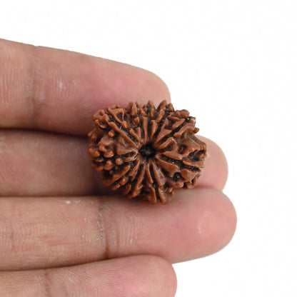 10 Mukhi Rudraksha (Nepal) 23.17 MM
