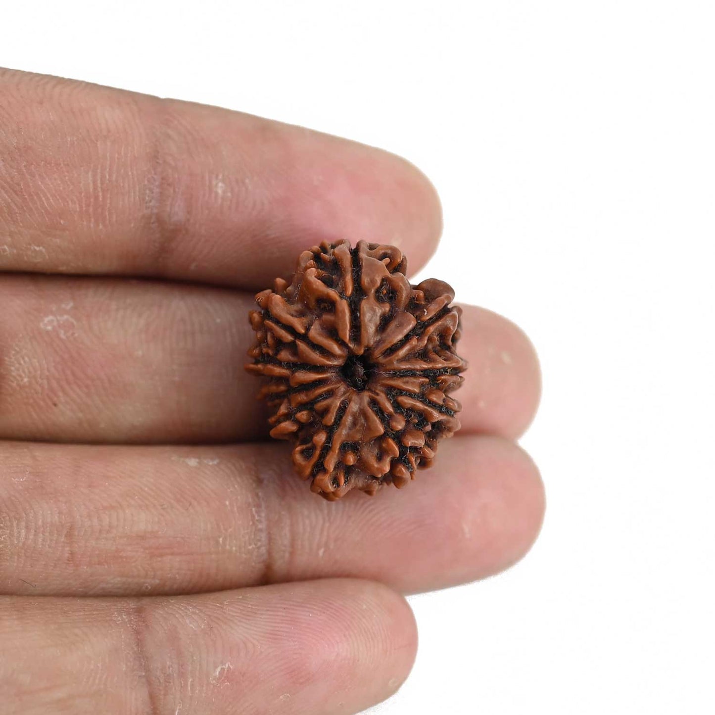 10 Mukhi Rudraksha (Nepal) 23.17 MM