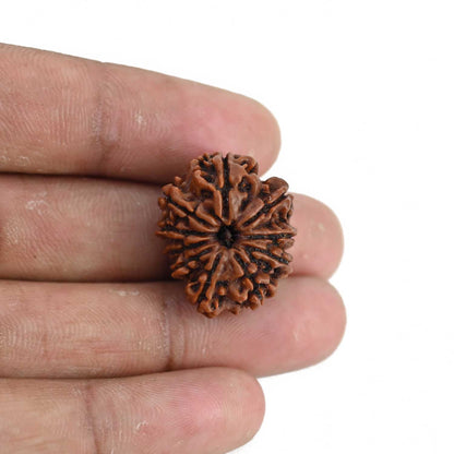 10 Mukhi Rudraksha (Nepal) 23.17 MM