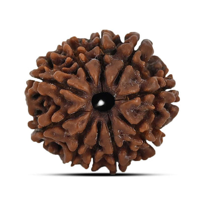 10 Mukhi Rudraksha (Nepal) 22.03 MM