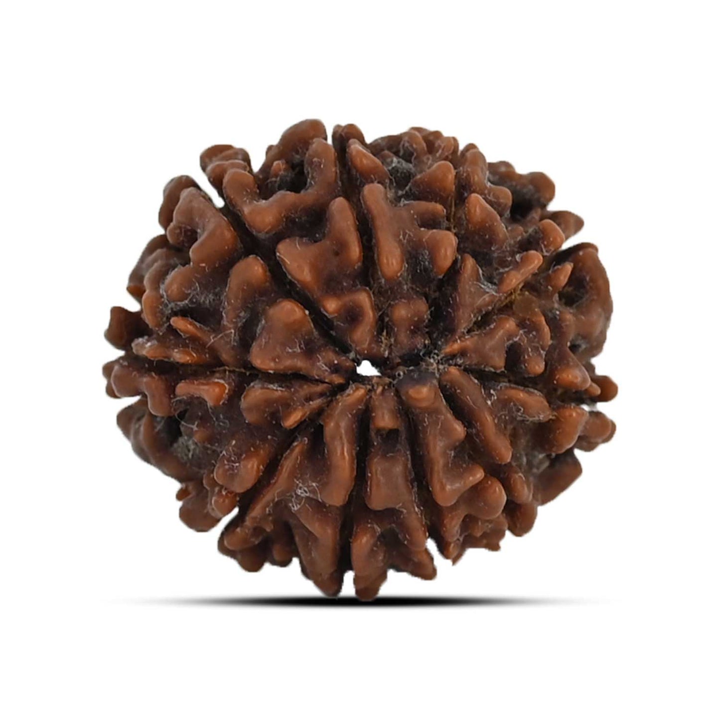 10 Mukhi Rudraksha (Nepal) 22.03 MM