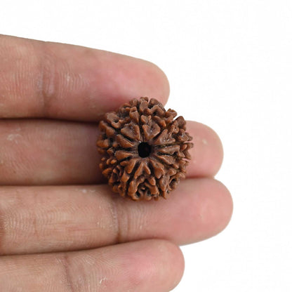 10 Mukhi Rudraksha (Nepal) 22.03 MM