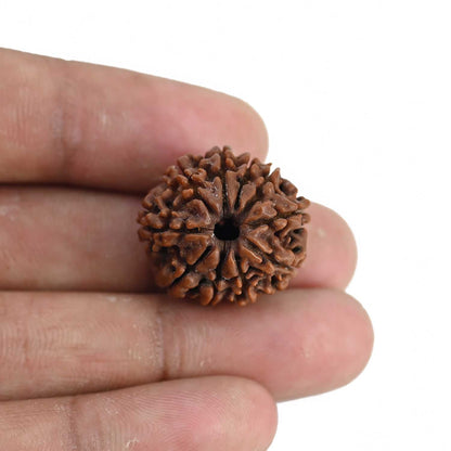 10 Mukhi Rudraksha (Nepal) 22.03 MM