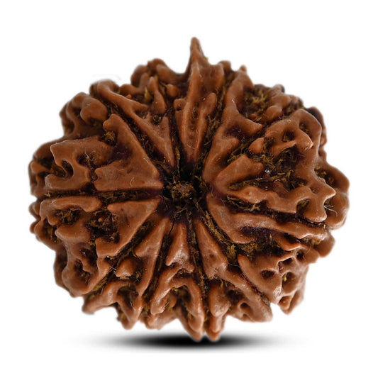 10 Mukhi Rudraksha (Nepal) 27.41 M.M.