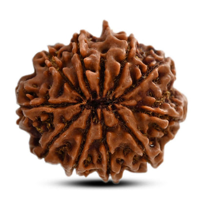 10 Mukhi Rudraksha (Nepal) 27.41 M.M.