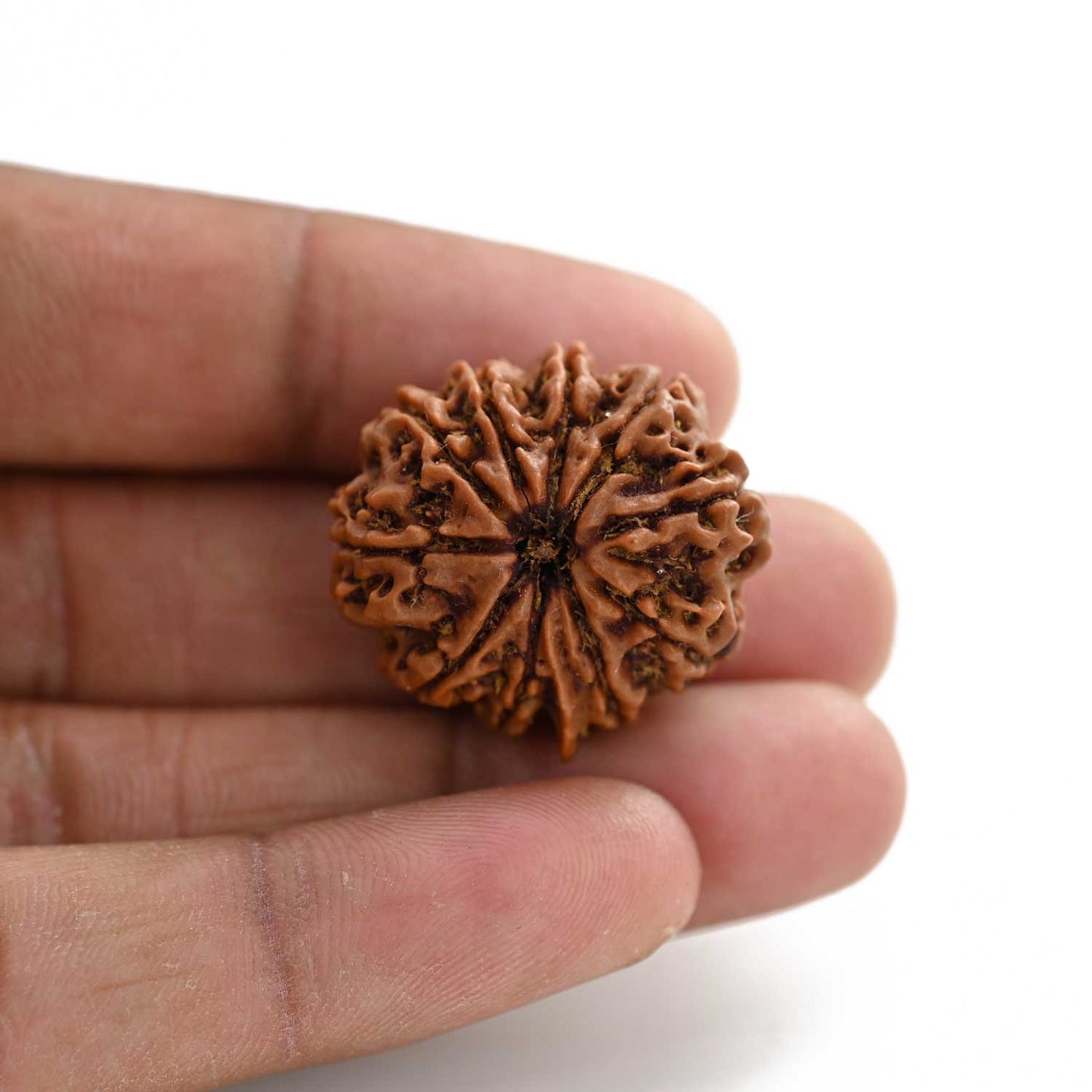 10 Mukhi Rudraksha (Nepal) 27.41 M.M.