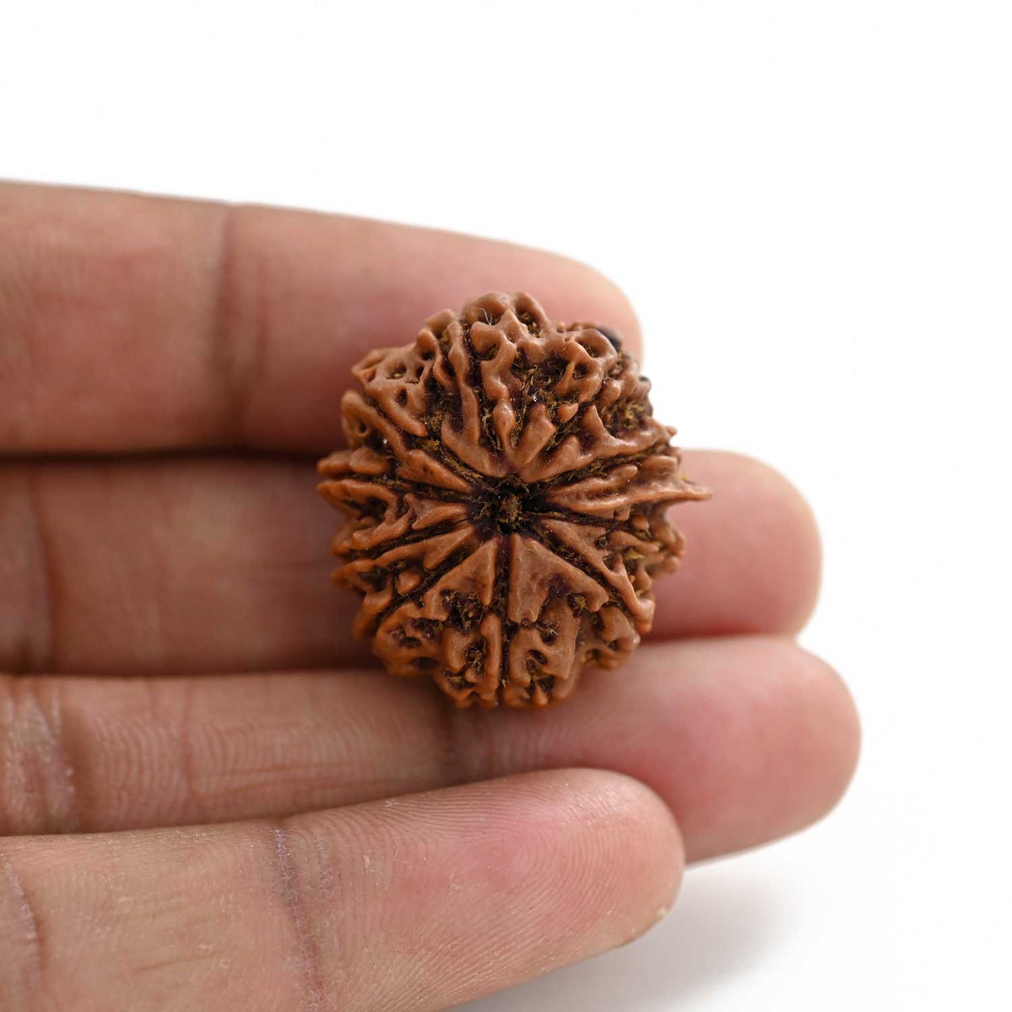 10 Mukhi Rudraksha (Nepal) 27.41 M.M.