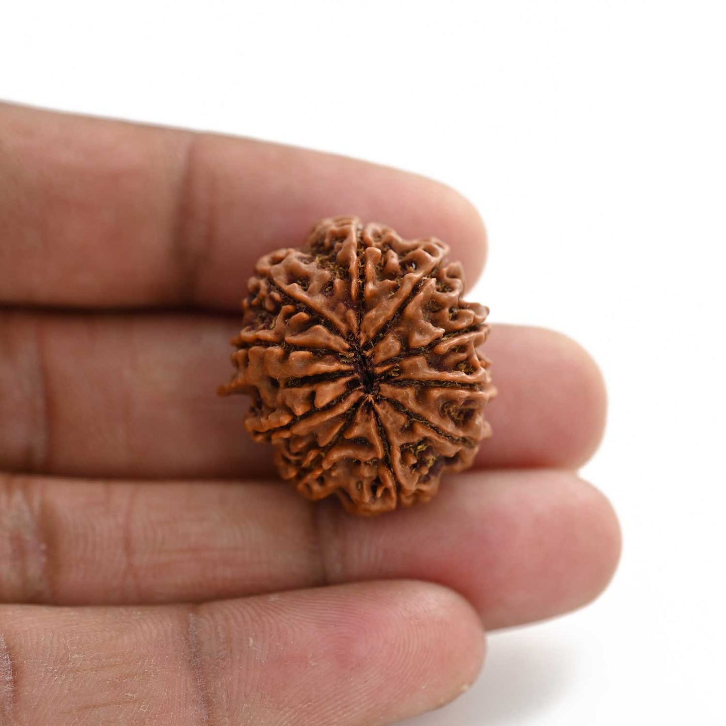 10 Mukhi Rudraksha (Nepal) 27.41 M.M.