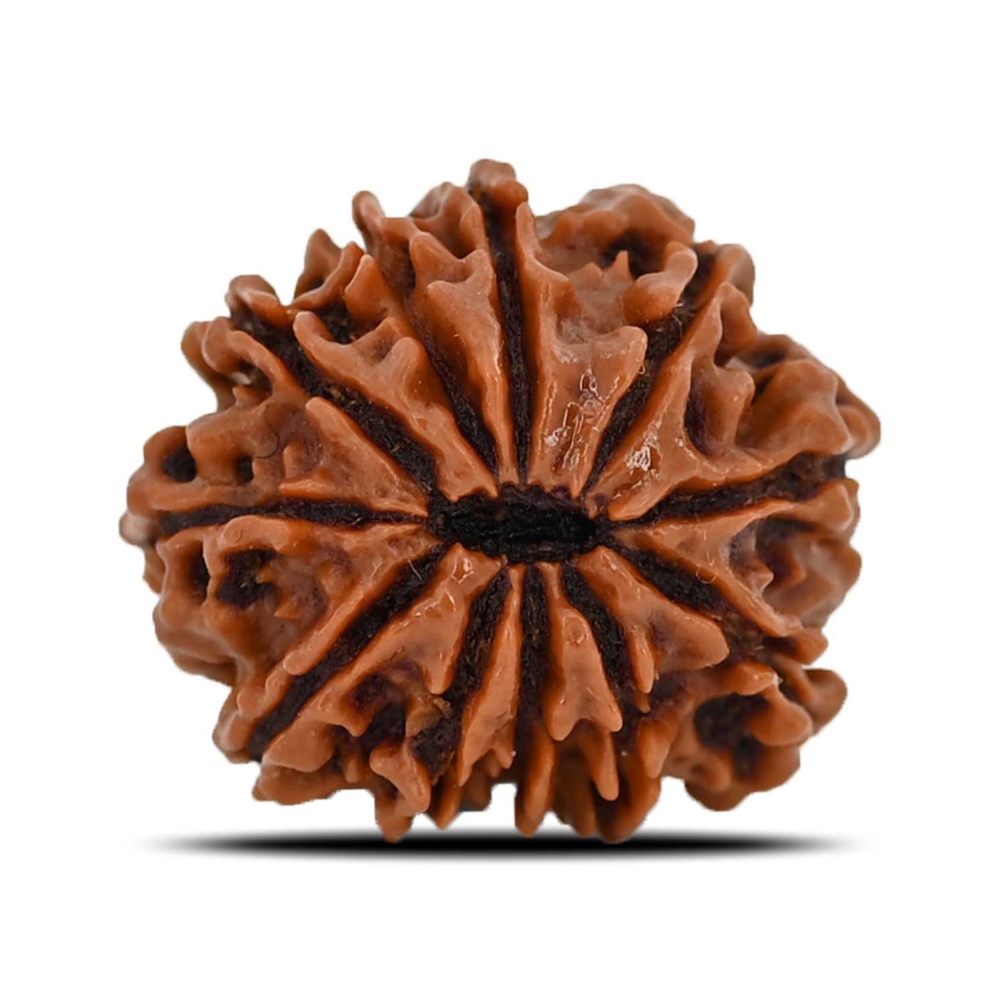 11 Mukhi Rudraksha (Nepal) 22.75 MM