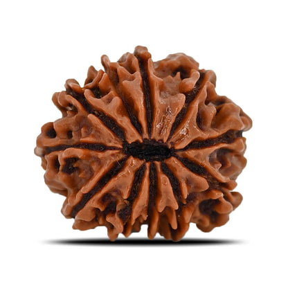 11 Mukhi Rudraksha (Nepal) 22.75 MM