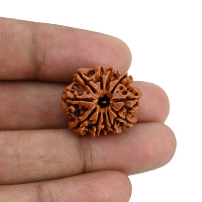 11 Mukhi Rudraksha (Nepal) 22.75 MM