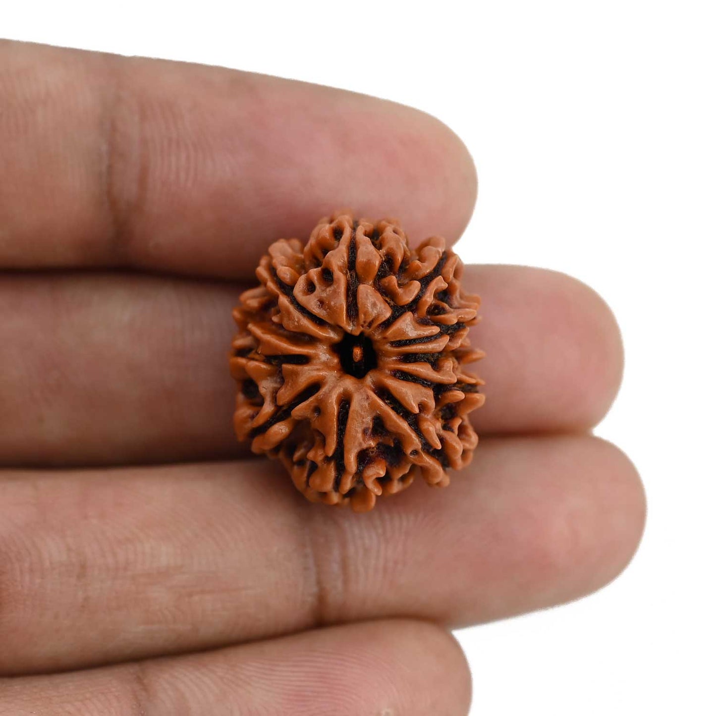 11 Mukhi Rudraksha (Nepal) 22.75 MM