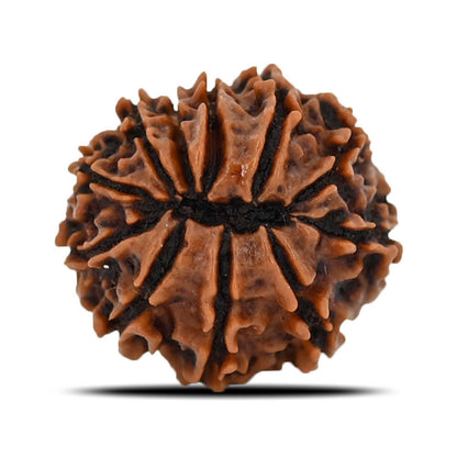 11 Mukhi Rudraksha (Nepal) 20.45 MM