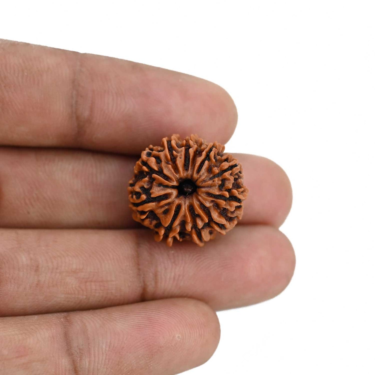 11 Mukhi Rudraksha (Nepal) 20.45 MM