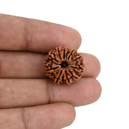 11 Mukhi Rudraksha (Nepal) 20.45 MM