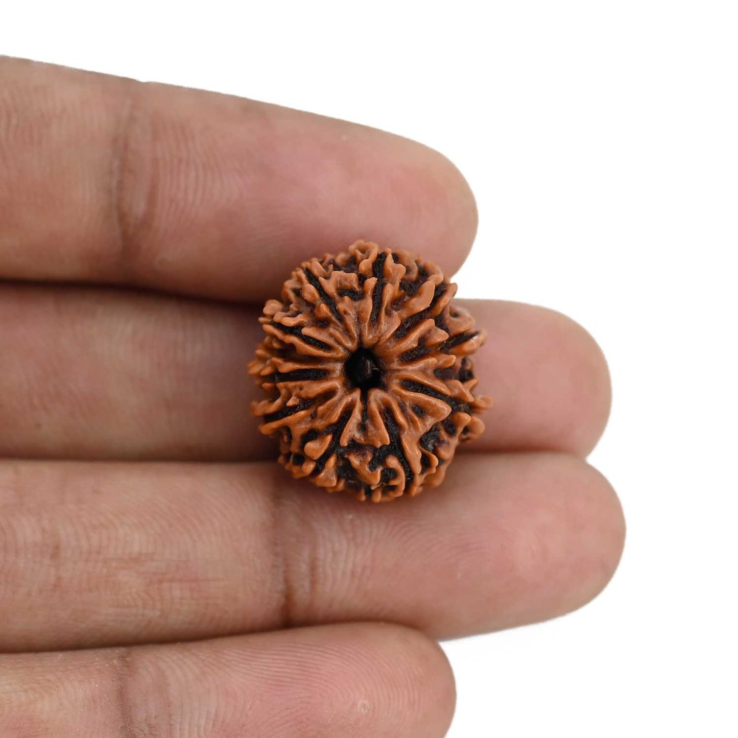 11 Mukhi Rudraksha (Nepal) 20.45 MM