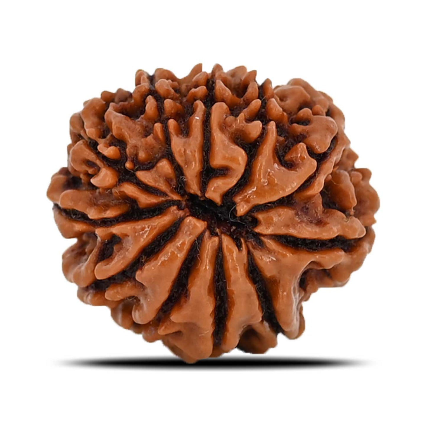 11 Mukhi Rudraksha (Nepal) 20.51 MM