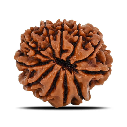 11 Mukhi Rudraksha (Nepal) 20.51 MM